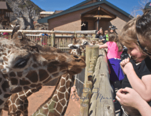 toddler in mother's arms, smiling at a giraffe | Disciple Mama